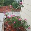 blossom6709